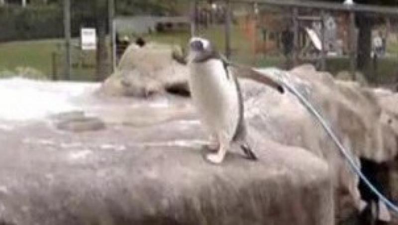 VIDEO FUNNY! Un pinguin in dilema