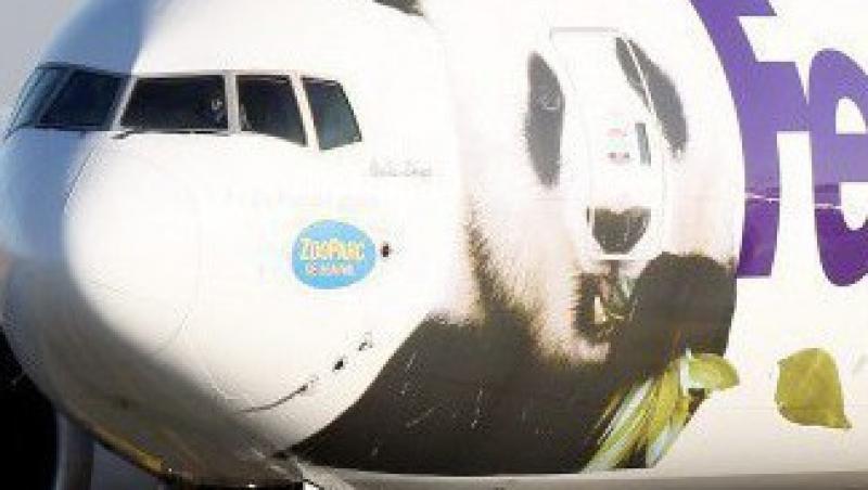 FOTO! Doi ursuleti panda au zburat cu avionul pana in Franta
