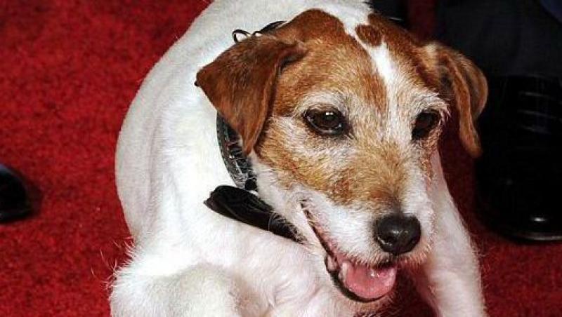 Uggie, catelul care 