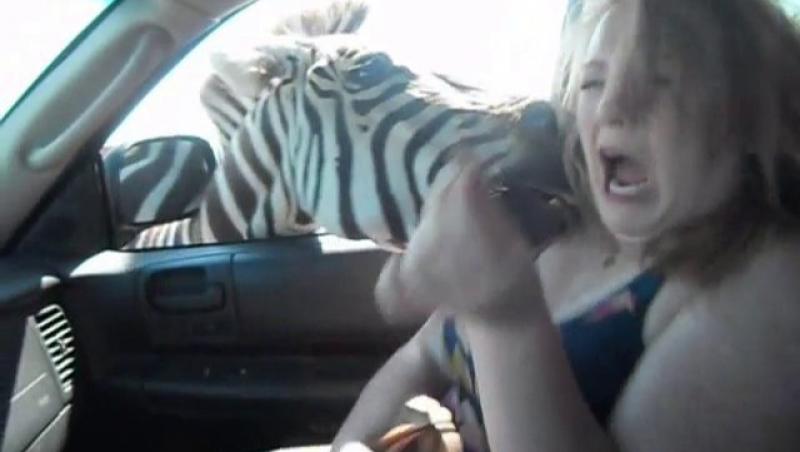 FOTO! O femeie a fost atacata crunt de o zebra. In propria masina!
