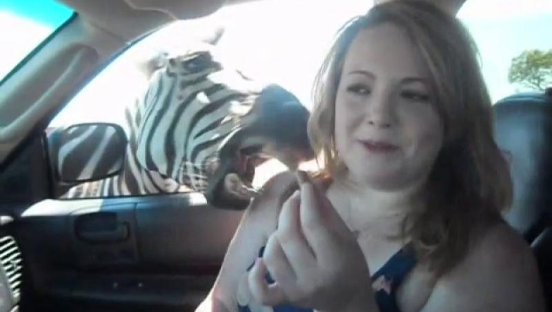 FOTO! O femeie a fost atacata crunt de o zebra. In propria masina!
