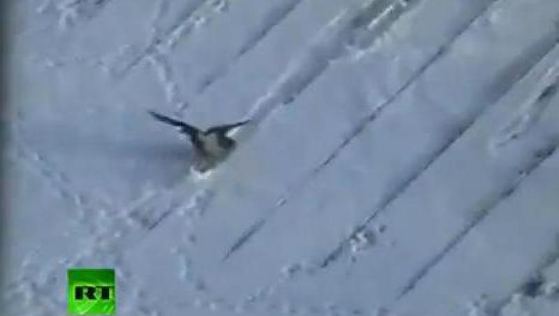 VIDEO SENZATIONAL: O cioara se distreaza facand snowboard