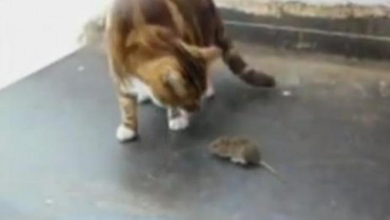 VIDEO! Vezi soricelul care ataca o pisica!