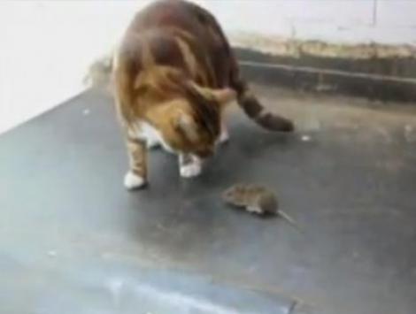 VIDEO! Vezi soricelul care ataca o pisica!