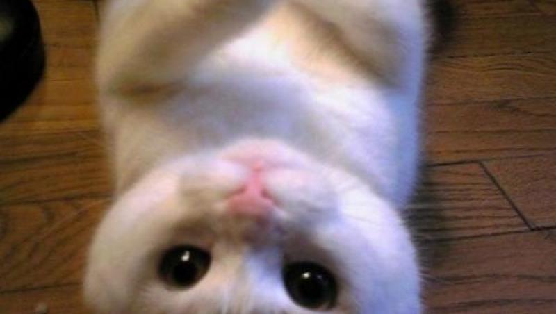 FOTO! Cele mai amuzante pisicute din lume