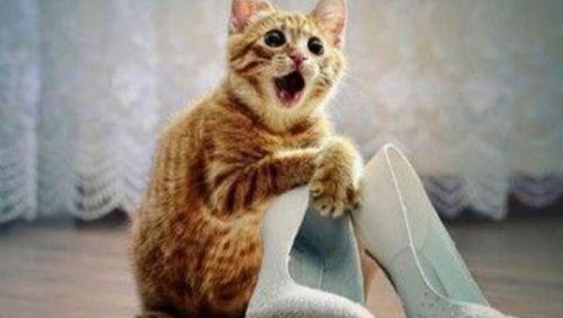 FOTO! Cele mai amuzante pisicute din lume