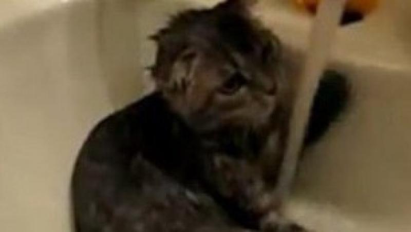 VIDEO! O pisica face dus in chiuveta