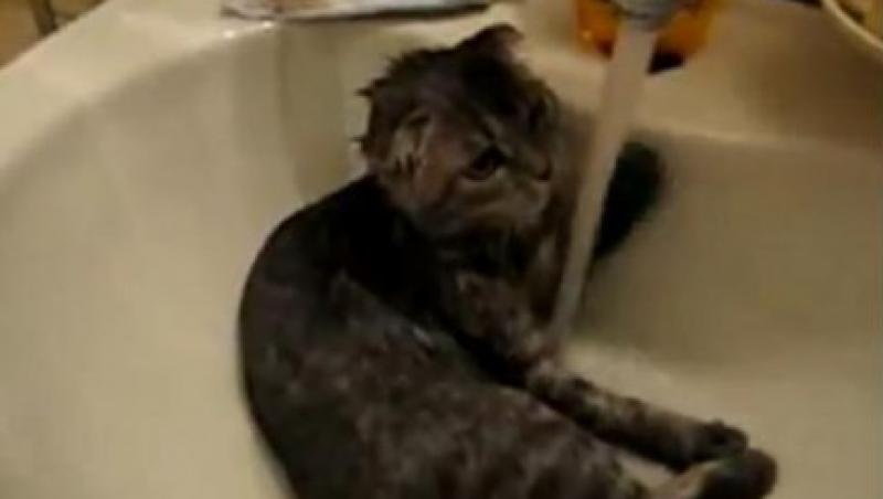VIDEO! O pisica face dus in chiuveta