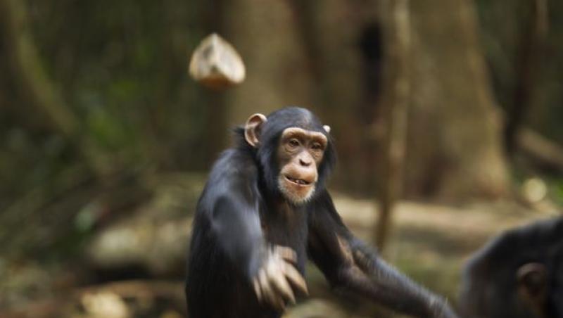 FOTO! O maimuta isi palmuieste puiul pentru ca arunca pietre