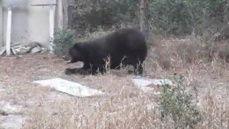 VIDEO! Un urs ranit intr-un incendiu merge pe coate