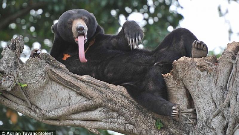 FOTO! Uite ce limba lunga are ursoaica Kala!