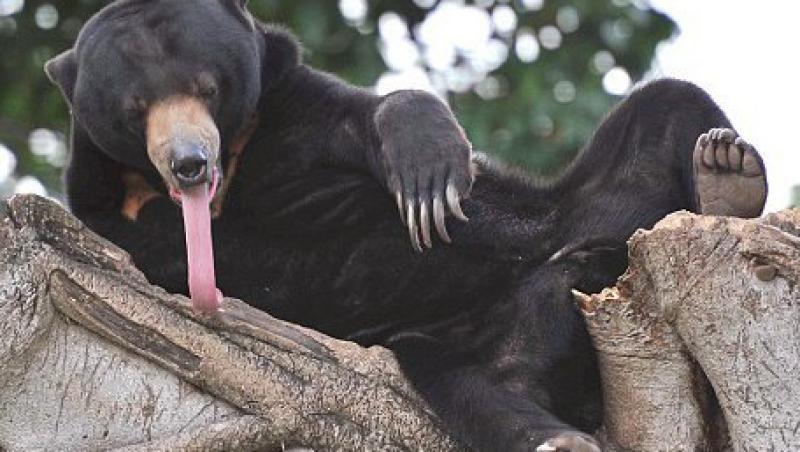 FOTO! Uite ce limba lunga are ursoaica Kala!