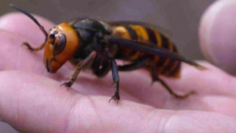 Cele mai periculoase insecte din lume