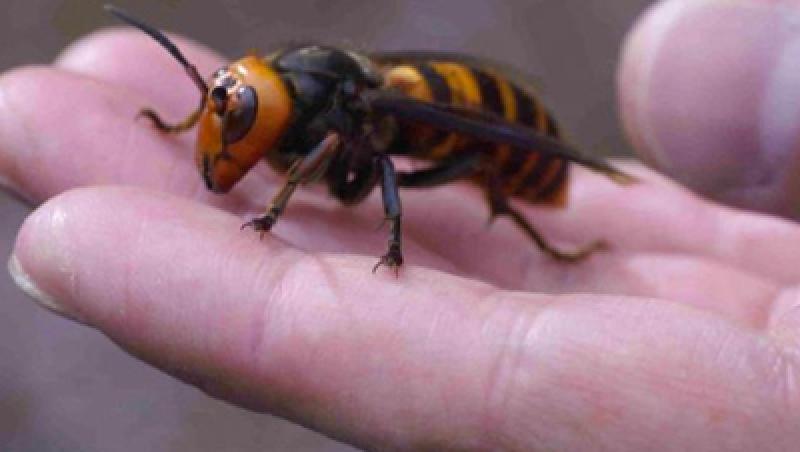 Cele mai periculoase insecte din lume