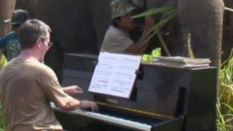 VIDEO! Beethoven pentru elefanti: Un pianist le canta in jungla mamiferelor ranite