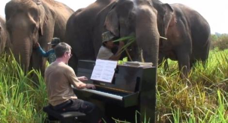VIDEO! Beethoven pentru elefanti: Un pianist le canta in jungla mamiferelor ranite