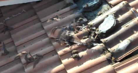 VIDEO! Acoperisul unei case, "infestat" cu lilieci