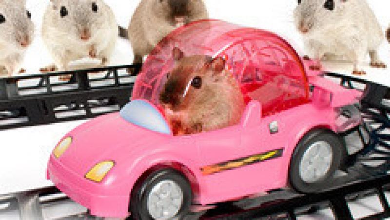 VIDEO! Funny:  Cea mai creativa jucarie pentru hamsteri