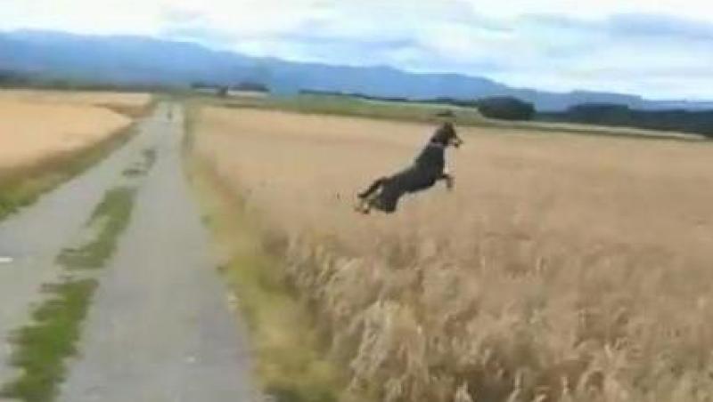 VIDEO! Vezi cel mai fericit caine din lume!