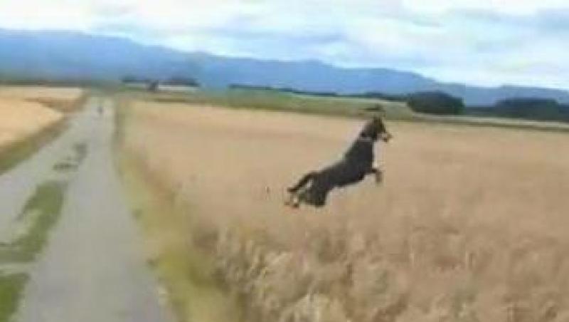 VIDEO! Vezi cel mai fericit caine din lume!