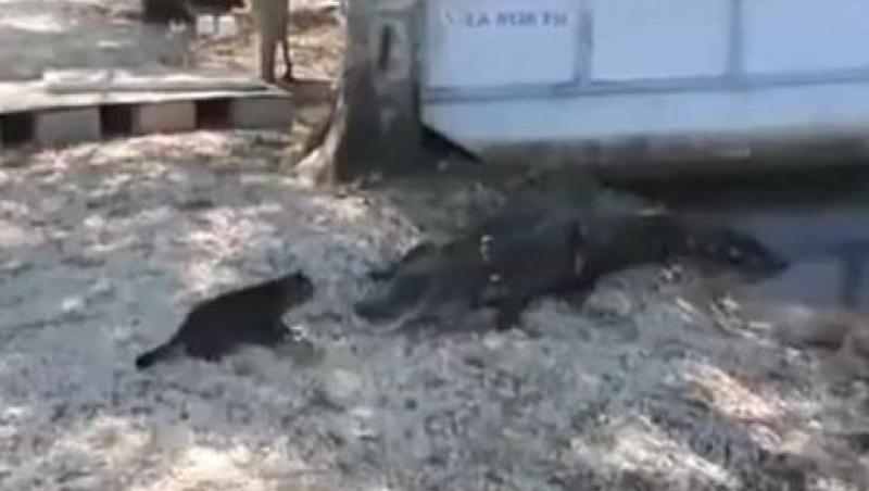 VIDEO FUNNY! Vezi cum o pisica sperie un aligator!