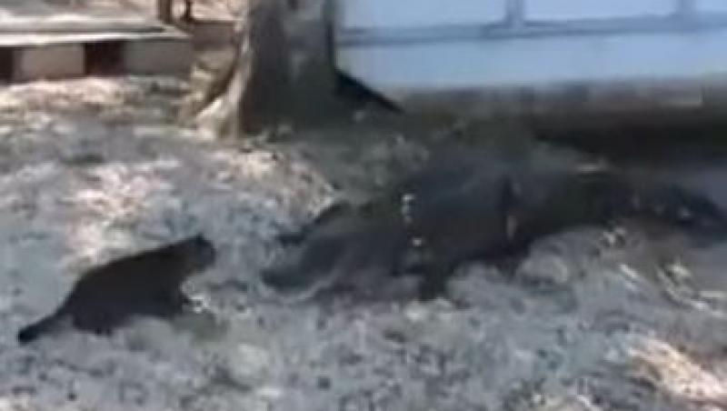 VIDEO FUNNY! Vezi cum o pisica sperie un aligator!