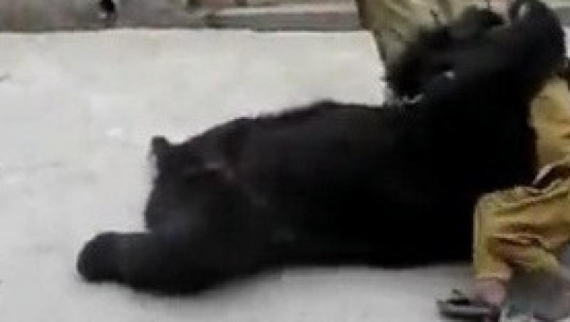 VIDEO! Un copil, imbratisat de un urs