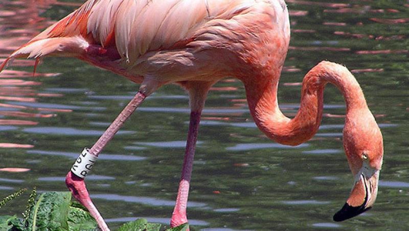 Ai vazut cat de inalte sunt picioarele unei pasari Flamingo?