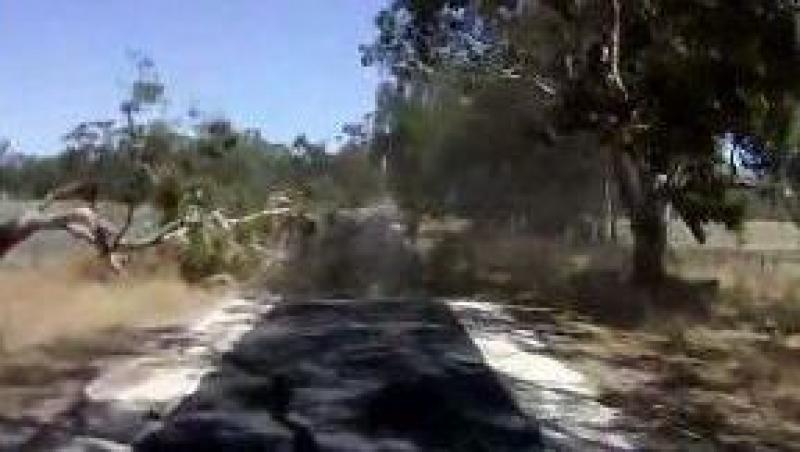 VIDEO! Cum reactioneaza un sofer cand in fata lui se prabuseste un copac