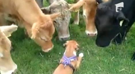 VIDEO! El este cainele care are lipici la vaci!