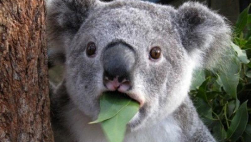 Ursulet Koala, prins la furat