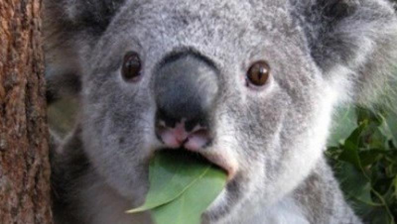 Ursulet Koala, prins la furat