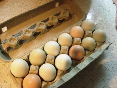 Romania, amenintata cu infringementulul din cauza oualelor