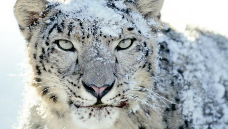 Animalele pe cale de disparitie ar putea fi salvate prin criogenare