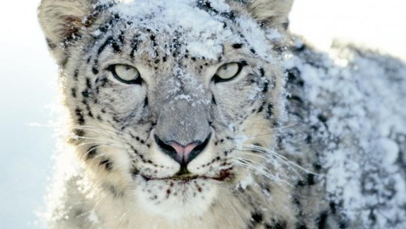 Animalele pe cale de disparitie ar putea fi salvate prin criogenare