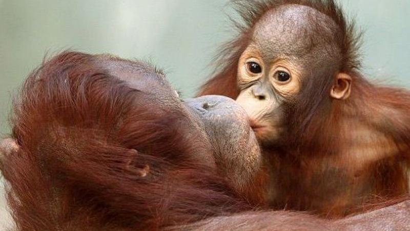 FOTO! Uite cum isi arata o maimutica dragostea pentru mama sa!