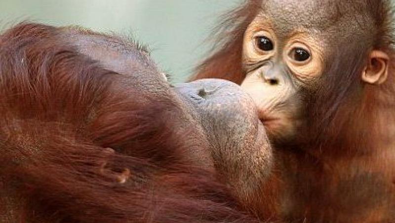 FOTO! Uite cum isi arata o maimutica dragostea pentru mama sa!