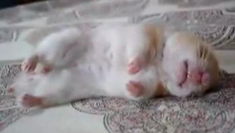 VIDEO! Foarte dulce: Vezi cum viseaza un hamster!