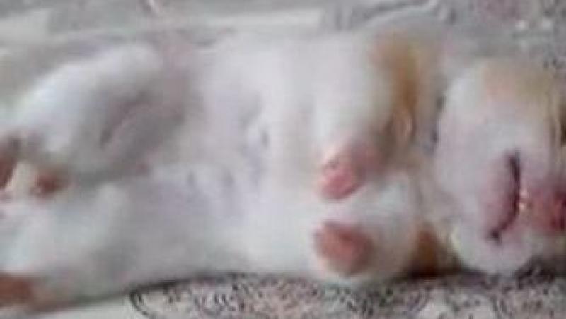 VIDEO! Foarte dulce: Vezi cum viseaza un hamster!