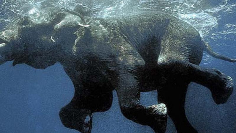 FOTO: Vezi ultimul elefant inotator din Insulele Adaman!