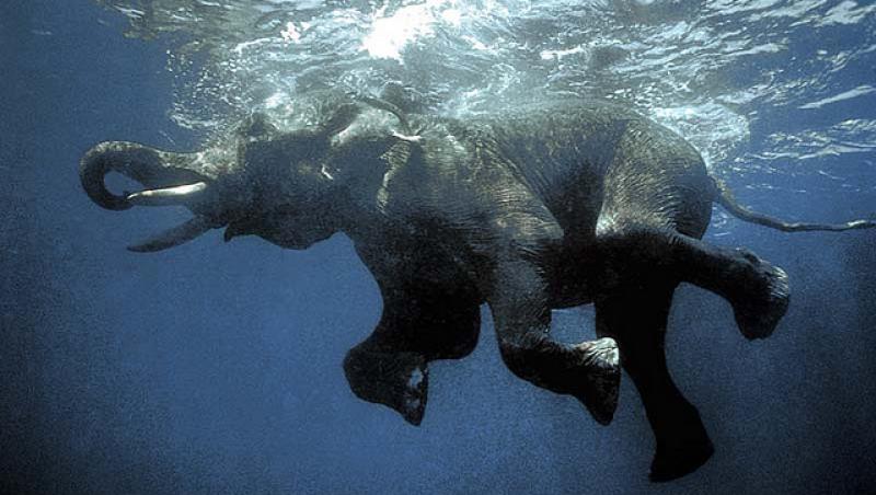 FOTO: Vezi ultimul elefant inotator din Insulele Adaman!