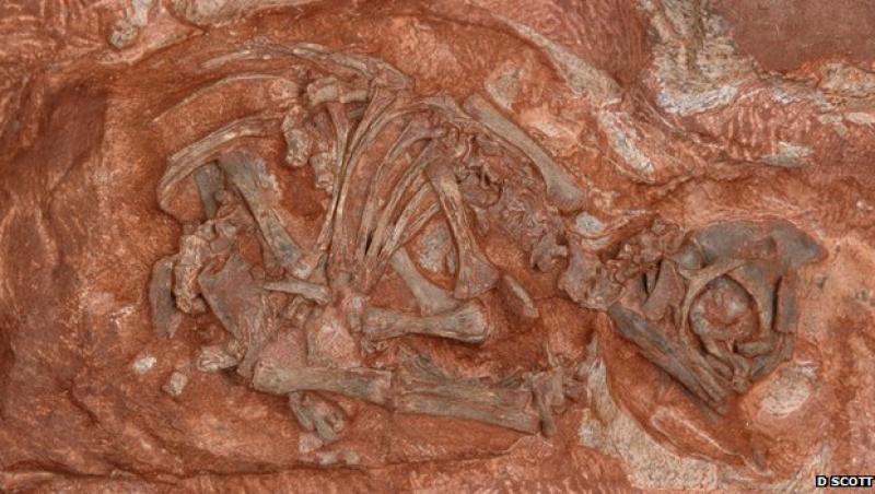 Au fost descoperite cele mai vechi cuiburi de dinozauri. Vezi cum arata!