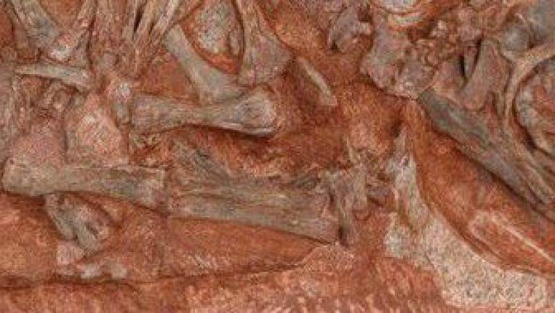 Au fost descoperite cele mai vechi cuiburi de dinozauri. Vezi cum arata!
