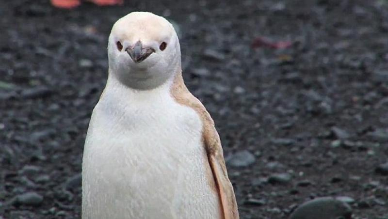 FOTO! Aparitie rara a unui pinguin alb in Antarctica