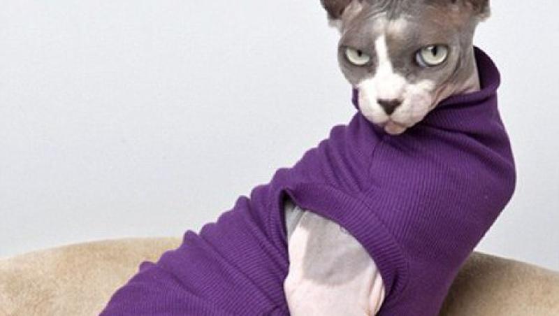 FOTO! Si-a dat demisia pentru a face haine pisicilor. A meritat?
