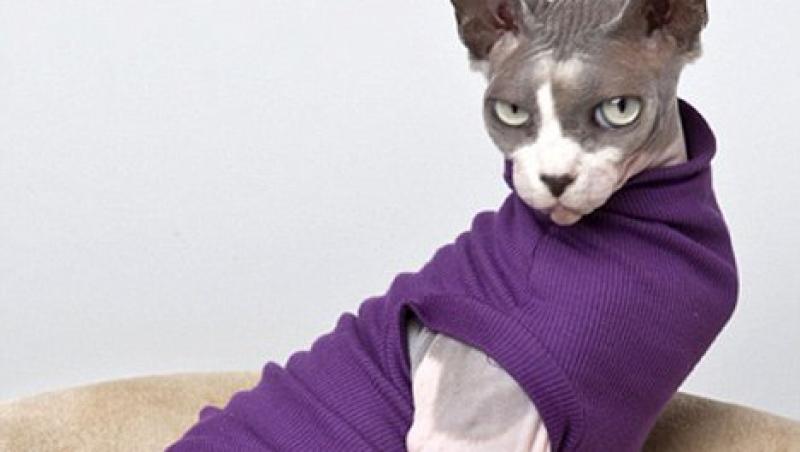 FOTO! Si-a dat demisia pentru a face haine pisicilor. A meritat?