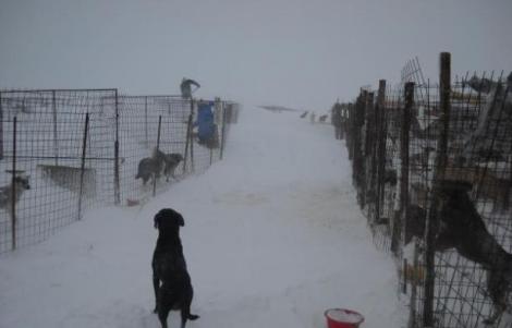 Sute de caini sunt ingropati de vii sub zapada la adapostul Glina