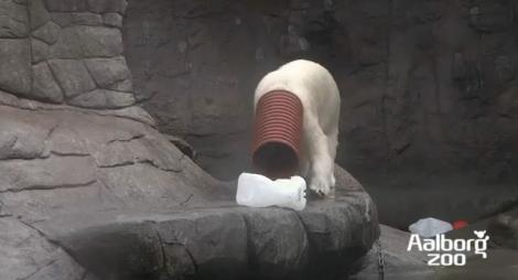 VIDEO! El este Milak, ursul polar care adora sa te faca sa razi!