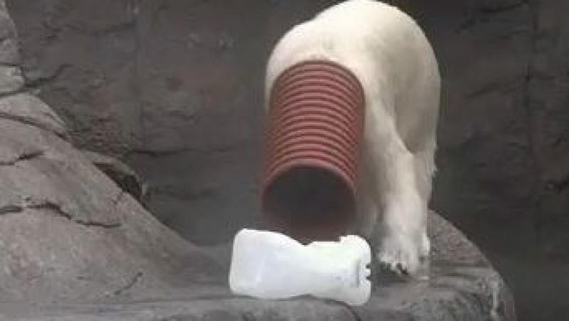 VIDEO! El este Milak, ursul polar care adora sa te faca sa razi!