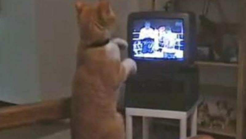 VIDEO! Vezi pisica pasionata de box!